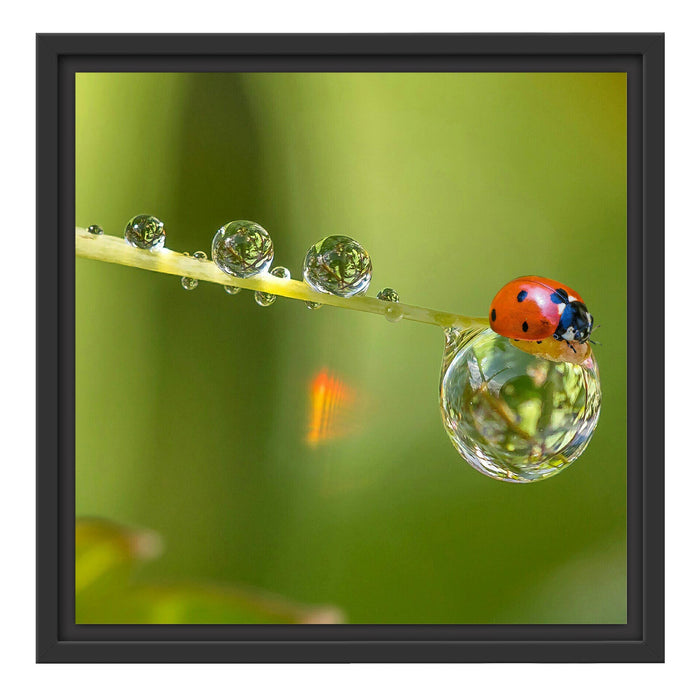 Marienkäfer Wassertropfen Schattenfugenrahmen Quadratisch 40x40