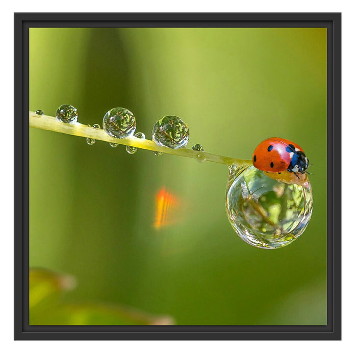 Marienkäfer Wassertropfen Schattenfugenrahmen Quadratisch 55x55