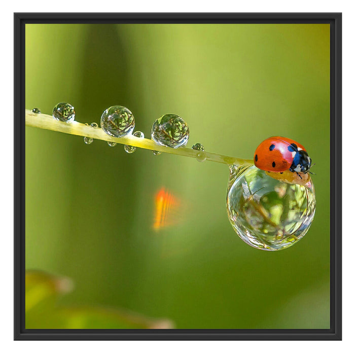 Marienkäfer Wassertropfen Schattenfugenrahmen Quadratisch 70x70