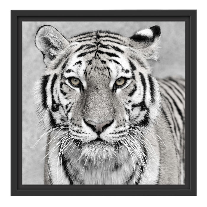 Anmutiger Tiger in Schattenfugenrahmen Quadratisch 40x40