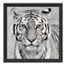 Anmutiger Tiger in Schattenfugenrahmen Quadratisch 40x40