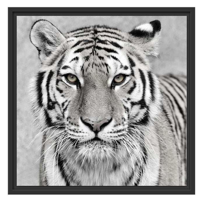 Anmutiger Tiger in Schattenfugenrahmen Quadratisch 55x55