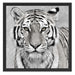 Anmutiger Tiger in Schattenfugenrahmen Quadratisch 55x55