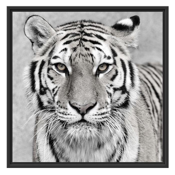 Anmutiger Tiger in Schattenfugenrahmen Quadratisch 70x70