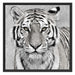 Anmutiger Tiger in Schattenfugenrahmen Quadratisch 70x70