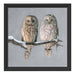 Zwei Eulen in Winterlandschaft Schattenfugenrahmen Quadratisch 40x40