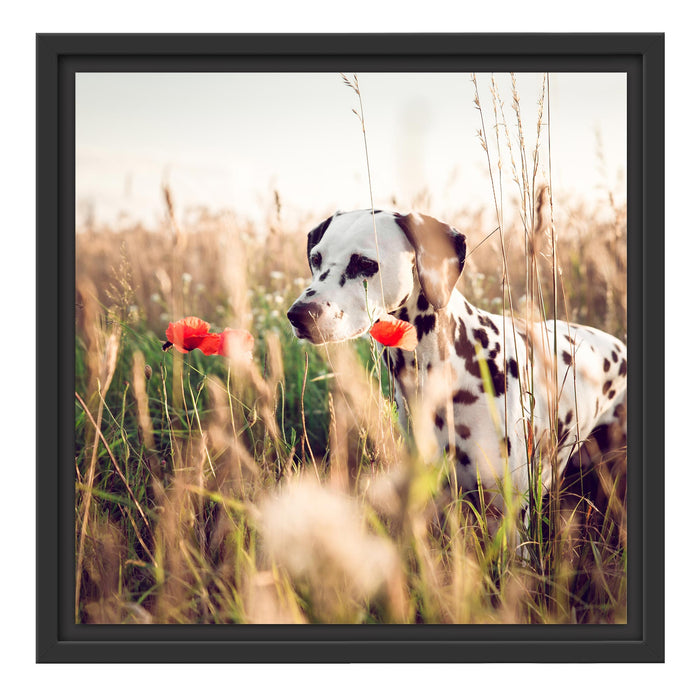 Neugieriger Hund im Feld Schattenfugenrahmen Quadratisch 40x40