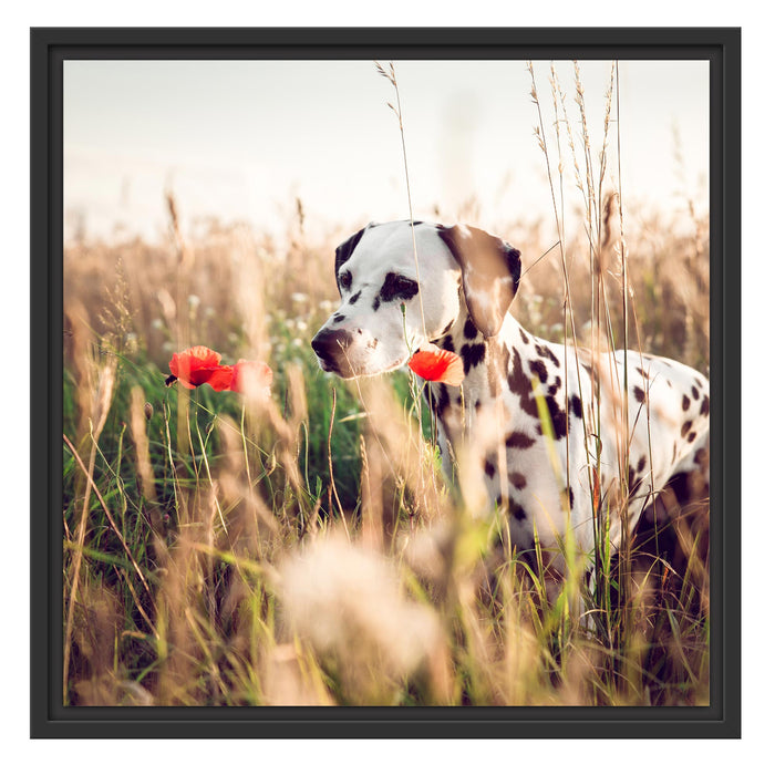 Neugieriger Hund im Feld Schattenfugenrahmen Quadratisch 55x55