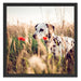 Neugieriger Hund im Feld Schattenfugenrahmen Quadratisch 55x55