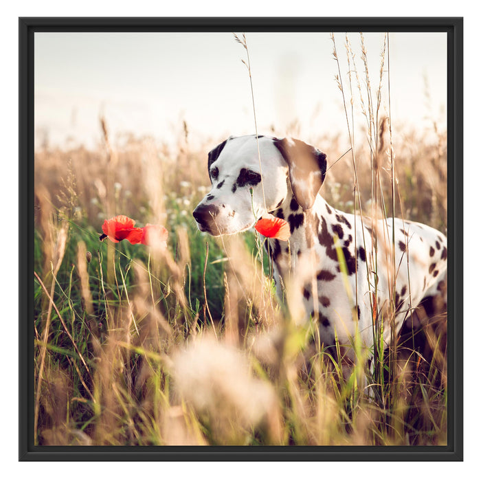 Neugieriger Hund im Feld Schattenfugenrahmen Quadratisch 70x70