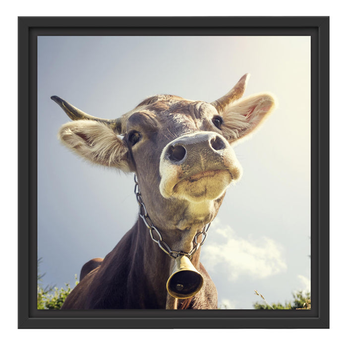 Lustiges Portrait einer Kuh Schattenfugenrahmen Quadratisch 40x40
