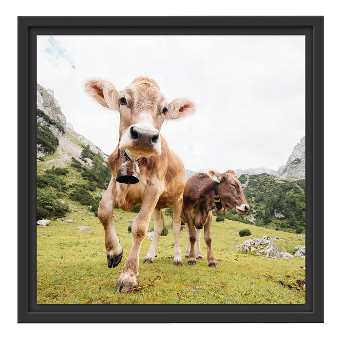 Almkuh auf der Weide Schattenfugenrahmen Quadratisch 40x40