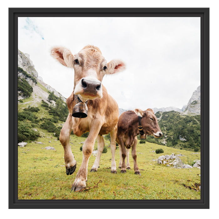 Almkuh auf der Weide Schattenfugenrahmen Quadratisch 55x55