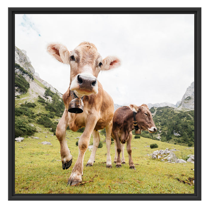 Almkuh auf der Weide Schattenfugenrahmen Quadratisch 70x70