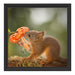 Eichhörnchen riecht an einer Blume Schattenfugenrahmen Quadratisch 40x40
