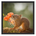Eichhörnchen riecht an einer Blume Schattenfugenrahmen Quadratisch 55x55