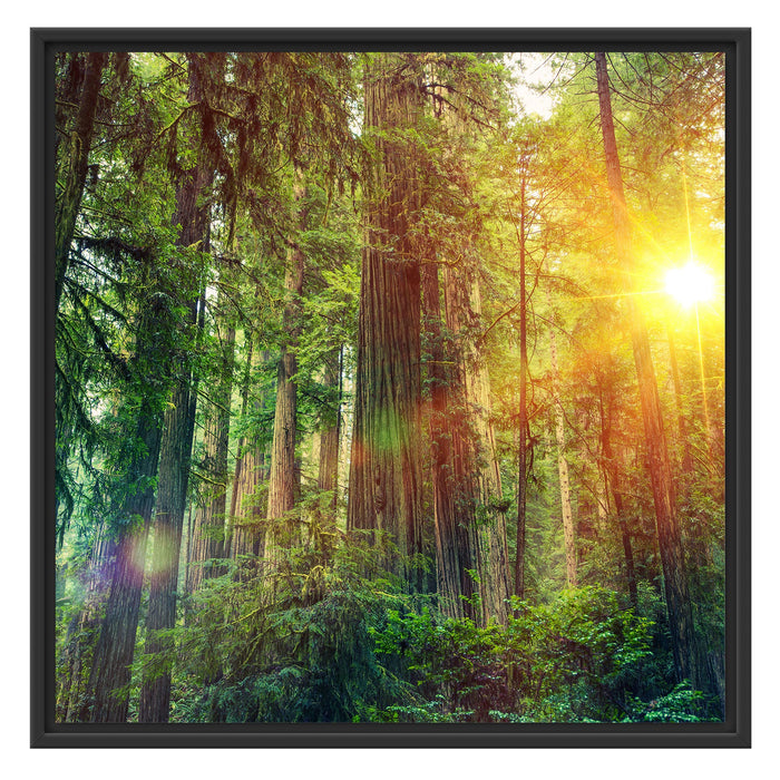 Wald bei Sonnenlicht Schattenfugenrahmen Quadratisch 70x70