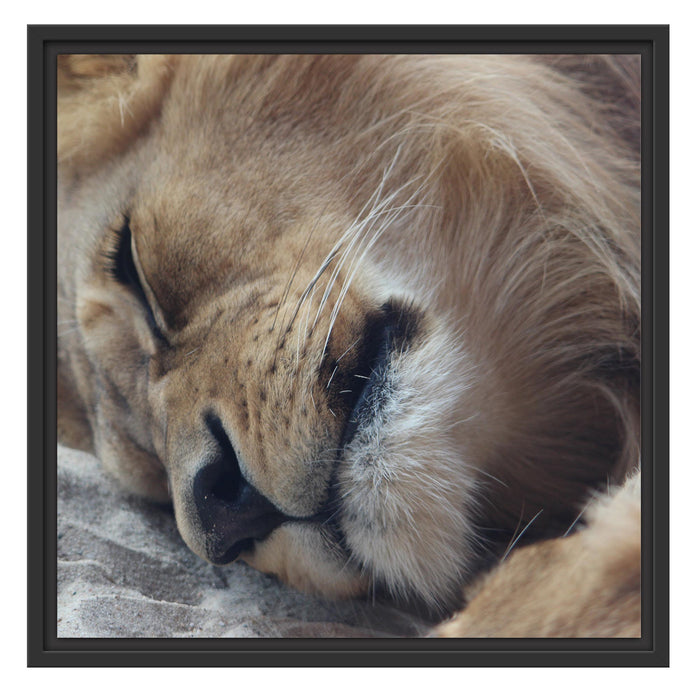 schlafender Löwe Schattenfugenrahmen Quadratisch 55x55