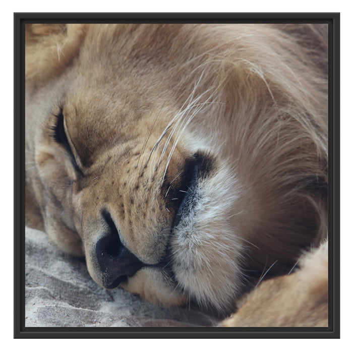 schlafender Löwe Schattenfugenrahmen Quadratisch 70x70