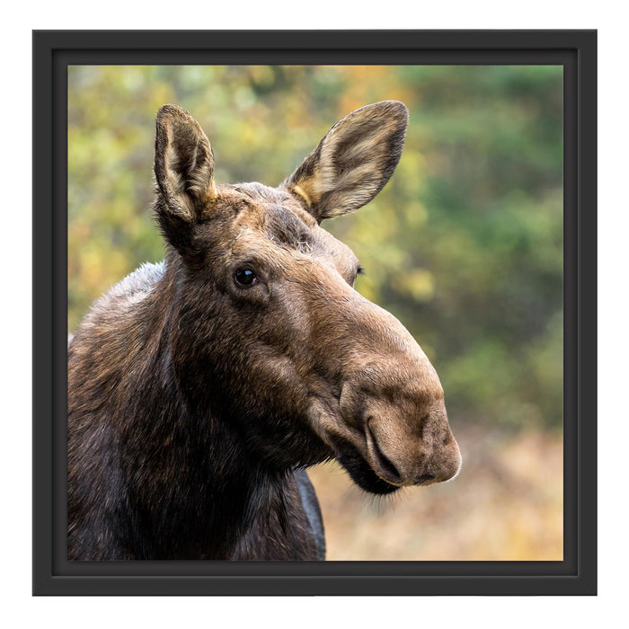 Elch im Wald Schattenfugenrahmen Quadratisch 40x40