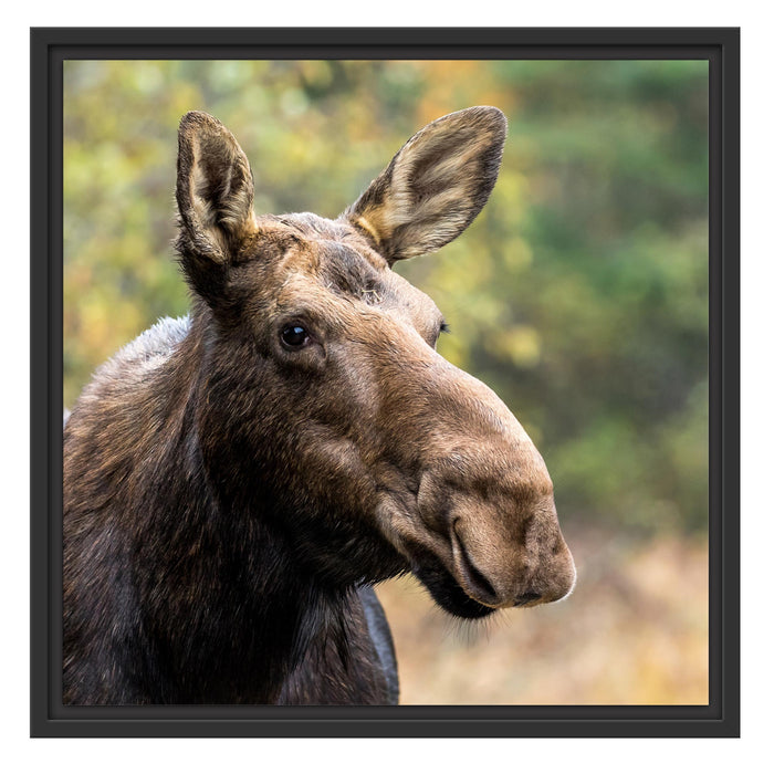 Elch im Wald Schattenfugenrahmen Quadratisch 55x55