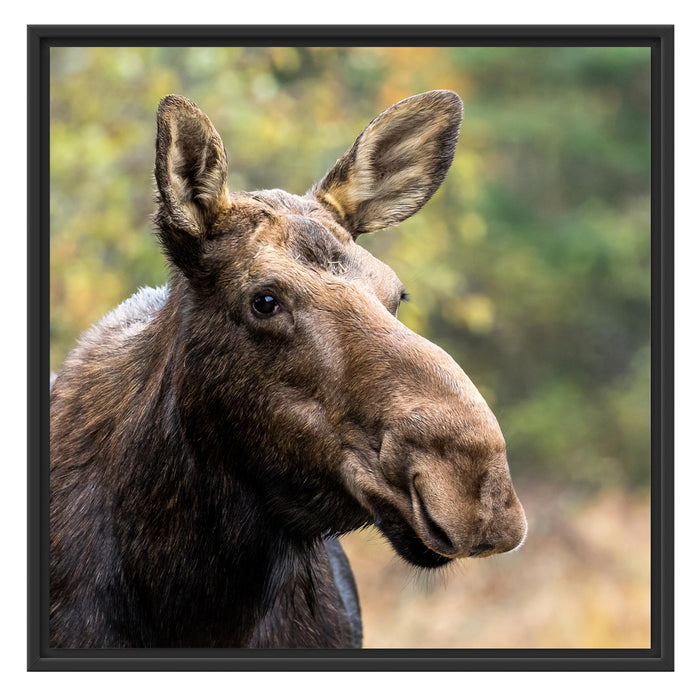 Elch im Wald Schattenfugenrahmen Quadratisch 70x70