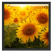 Sonnenblumen auf dem Feld Schattenfugenrahmen Quadratisch 55x55