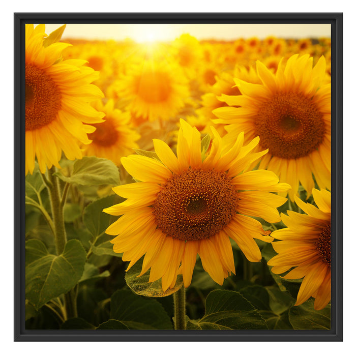 Sonnenblumen auf dem Feld Schattenfugenrahmen Quadratisch 70x70