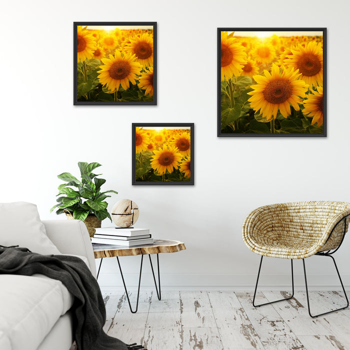 Sonnenblumen auf dem Feld Quadratisch Schattenfugenrahmen Wohnzimmer