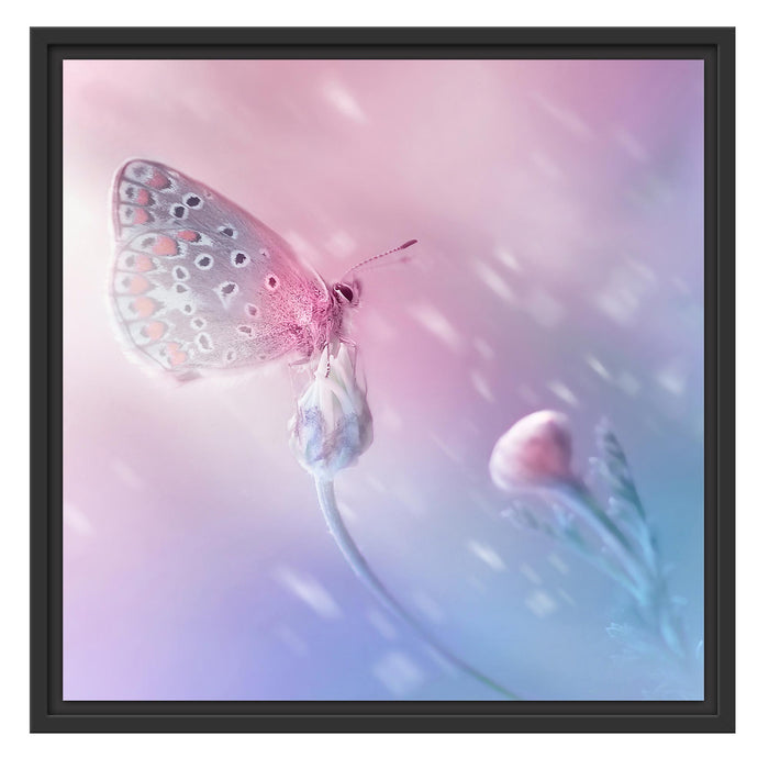 Schmetterling auf Blütenknospen Schattenfugenrahmen Quadratisch 55x55