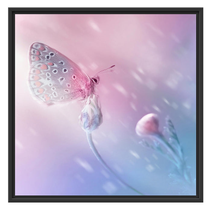 Schmetterling auf Blütenknospen Schattenfugenrahmen Quadratisch 70x70