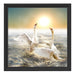 Schwäne im Meer Schattenfugenrahmen Quadratisch 40x40
