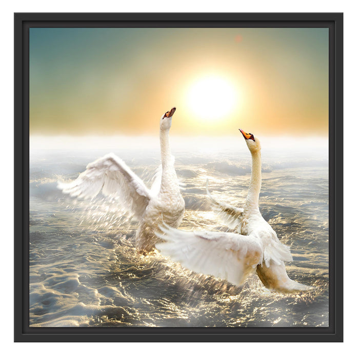 Schwäne im Meer Schattenfugenrahmen Quadratisch 55x55