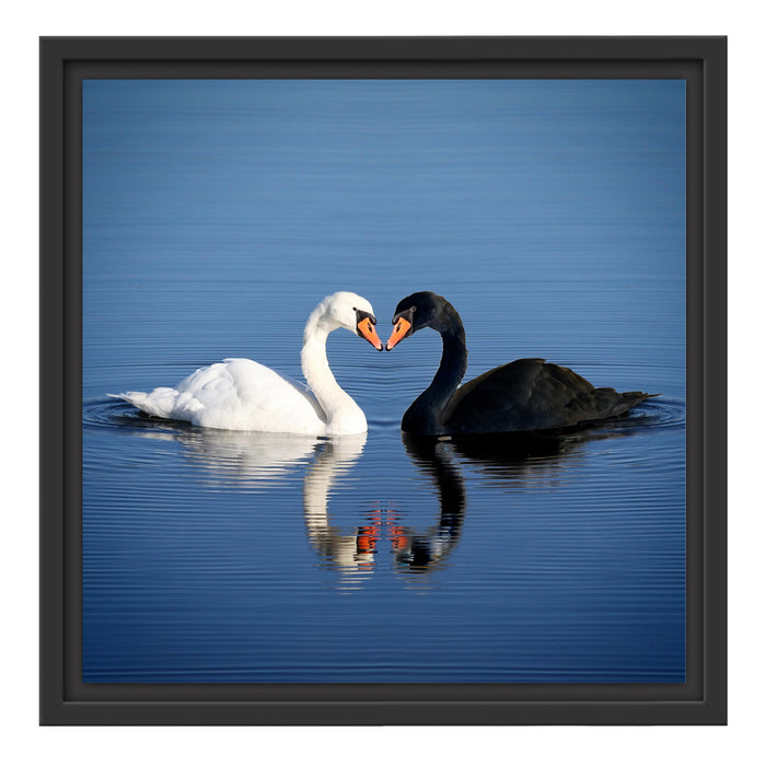 verliebte Schwäne schmusen Schattenfugenrahmen Quadratisch 40x40