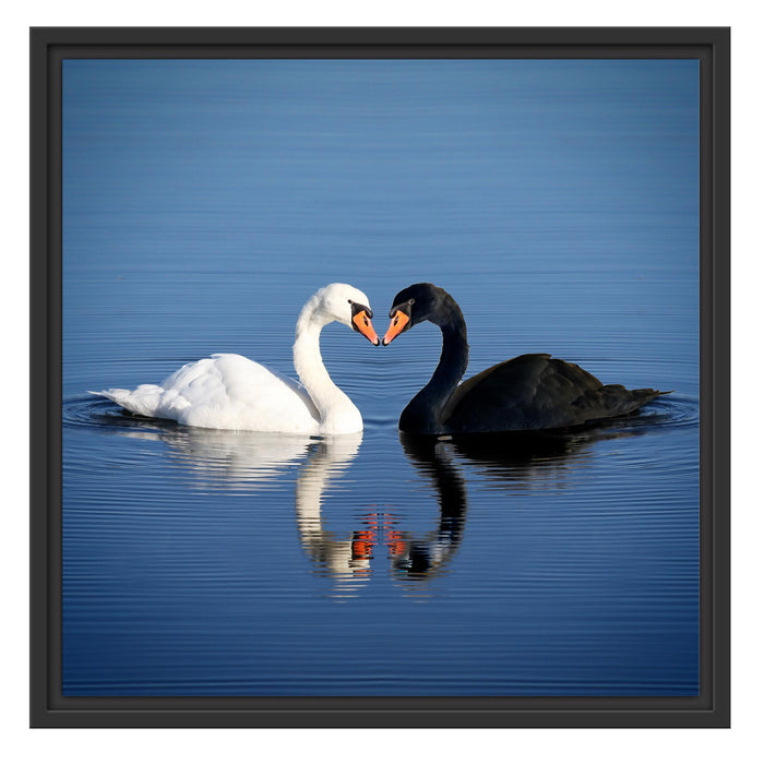 verliebte Schwäne schmusen Schattenfugenrahmen Quadratisch 55x55
