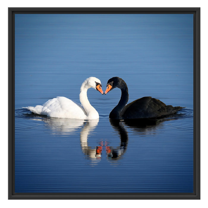 verliebte Schwäne schmusen Schattenfugenrahmen Quadratisch 70x70