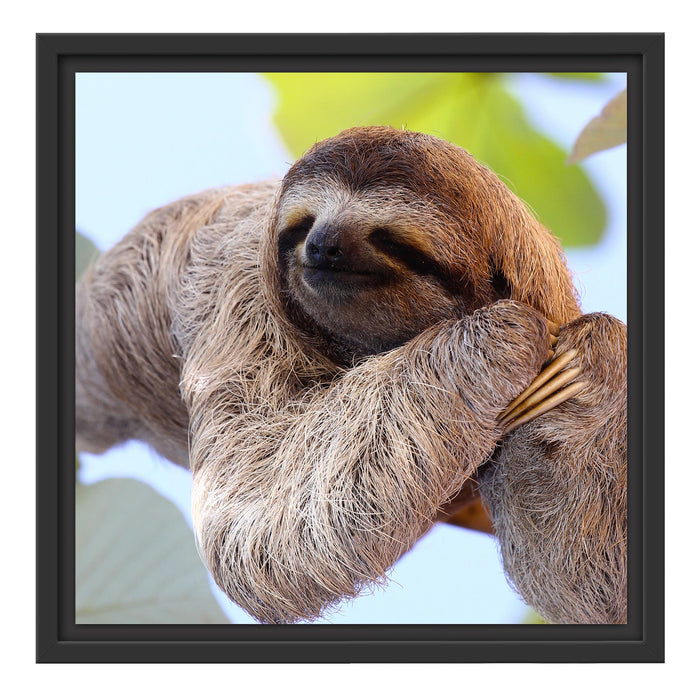 schönes Faultier hängt von Ast Schattenfugenrahmen Quadratisch 40x40