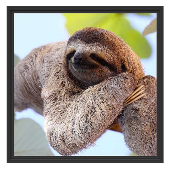 schönes Faultier hängt von Ast Schattenfugenrahmen Quadratisch 55x55