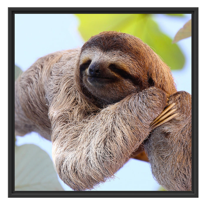 schönes Faultier hängt von Ast Schattenfugenrahmen Quadratisch 70x70