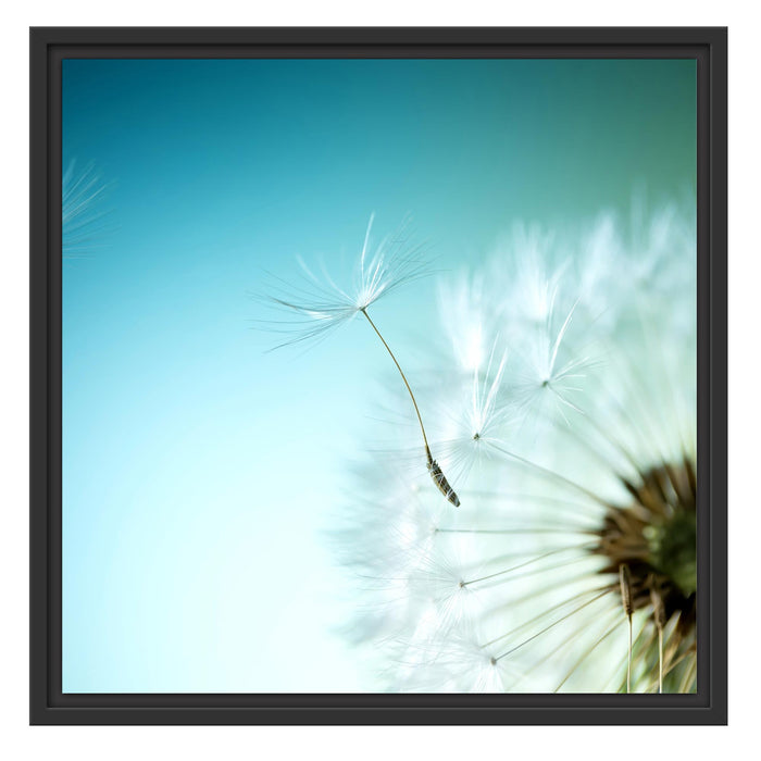 Löwenzahn Pusteblume Schattenfugenrahmen Quadratisch 55x55