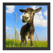 Esel in einem Feld Schattenfugenrahmen Quadratisch 40x40