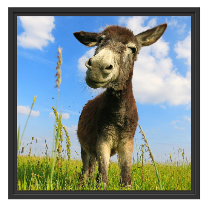 Esel in einem Feld Schattenfugenrahmen Quadratisch 55x55