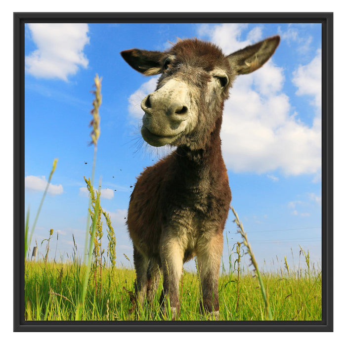 Esel in einem Feld Schattenfugenrahmen Quadratisch 70x70