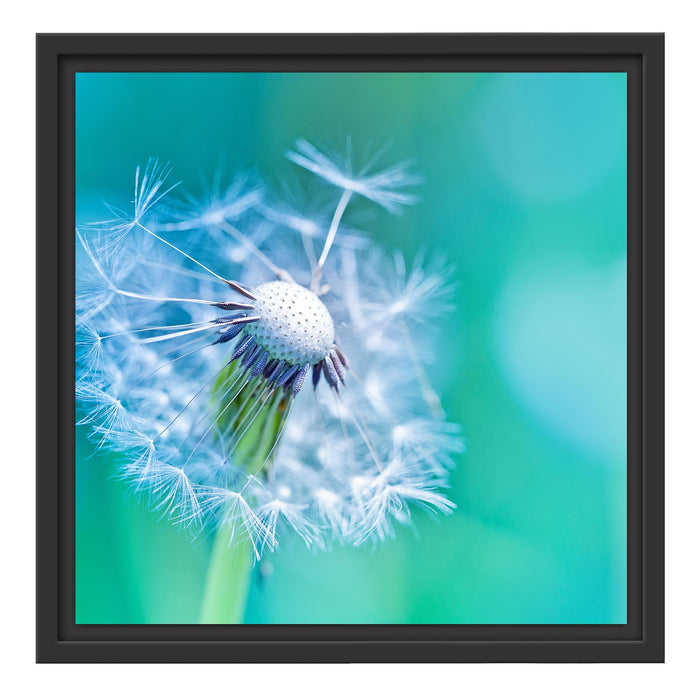 Schöner weißer Löwenzahn Schattenfugenrahmen Quadratisch 40x40