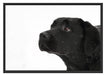 Schwarzer Labrador im Schnee Schattenfugenrahmen 100x70