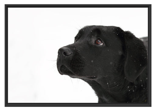 Schwarzer Labrador im Schnee Schattenfugenrahmen 100x70