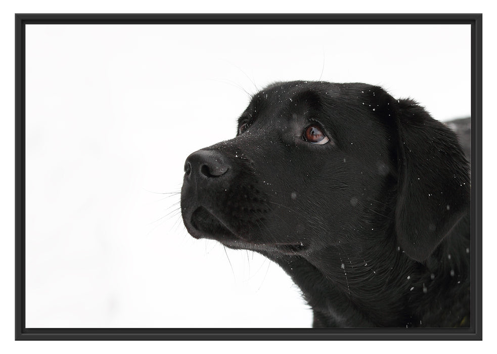 Pixxprint Schwarzer Labrador im Schnee, im Schwebe-Effekt Bilderrahmen