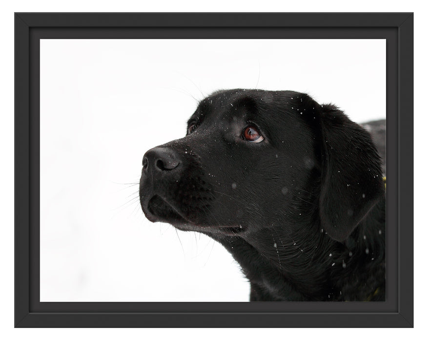 Schwarzer Labrador im Schnee Schattenfugenrahmen 38x30