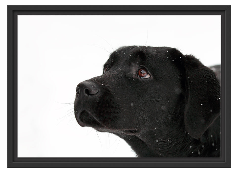 Schwarzer Labrador im Schnee Schattenfugenrahmen 55x40