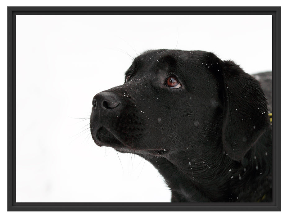 Schwarzer Labrador im Schnee Schattenfugenrahmen 80x60